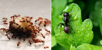 Cum să scapi de furnici. Metode naturale prin care le poți înlătura atât din casă, dar și din grădină, fără prea mult efort.