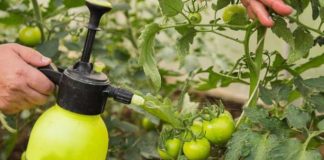 Stropirea roșiilor pentru a obține o recoltă bogată – tratament în funcție de stadiul de dezvoltare al plantei și de factorii de mediu!