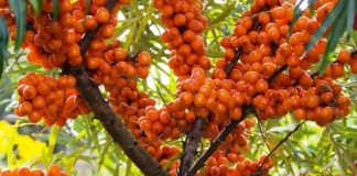 Cătina, ginsengul românesc – miracol pentru sănătate: tratează ulcerul, gastrita, prostata, previne cancerul de stomac și de colon!