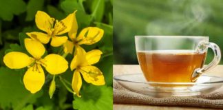 Ceaiul de ROSTOPASCĂ – tratament pentru afecțiuni hepato-biliare, reducerea colesterolului și grăsimilor în sânge, răni și infecții ale pielii