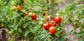 Cum putem grăbi coacerea roșiilor, fără chimicale. Metoda simplă și 100% naturală!