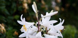 Crinul – doctorul casei. Iată ce boli poți trata cu această floare!