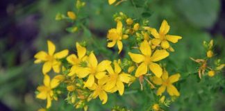 Sunătoarea îndepărtează frica, tristețea si depresia