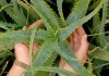 Aveţi un ALOE în casă? Iată câte afecţiuni puteţi trata cu el!
