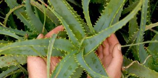 Aveţi un ALOE în casă? Iată câte afecţiuni puteţi trata cu el!
