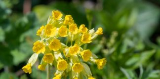 Ciuboțica-cucului calmează inima, nervii și durerile, curăță sângele, tratează bolile pulmonare