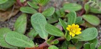 Iarba – grasă, buruiana pe care mulți o aruncă neștiind de propietățile acesteia!