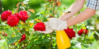 Îngrijirea trandafirilor din grădină pe timp de vară