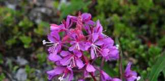 Pufuliţa, o plantă banală pe care mulți o ignoră, dar care are o acţiune terapeutică remarcabilă!