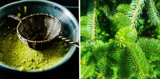 Pulberea de muguri de brad – leacul minune pentru coloană și durerile de oase!