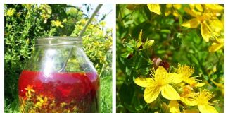 Tratează gastrita, bila leneșă, durerile articulare și boli ale pielii cu ULEIUL de SUNĂTOARE!