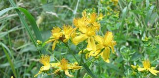 Decoctul de sunătoare care salvează vieți: 10 motive pentru a-l bea dimineața în loc de cafea!