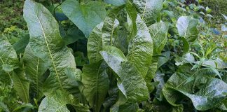 Păstrez frunze de hrean pentru iarnă! Vindecă durerile articulare, durerile musculare, tusea, răceala și chiar albesc pielea!