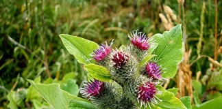 5 plante medicinale care curăță sângele rău