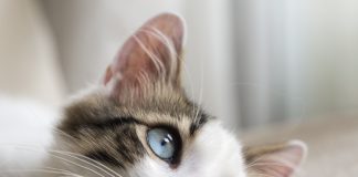 Pisica îți arată dacă în casa ta e bunăstare, pace și armonie!