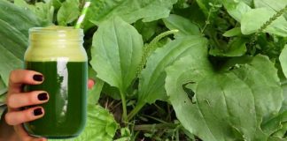 Sucul de pătlagină vindecă 10 boli deodată. Dacă te doare ceva, doar pregătește sucul!