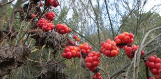 Untul Pământului – cel mai bun remediu împotriva Durerilor Reumatice, Sinuzitei, Pneumoniei și a altor probleme de sănătate