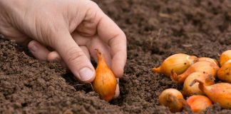 Cum se plantează corect arpagicul și în ce perioadă. Doar așa vei obține o recoltă bogată!