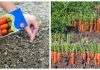 Iată câteva sfaturi utile pentru a obține o recoltă bogată și sănătoasă de morcovi chiar în propria ta grădină
