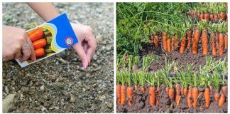 Iată câteva sfaturi utile pentru a obține o recoltă bogată și sănătoasă de morcovi chiar în propria ta grădină