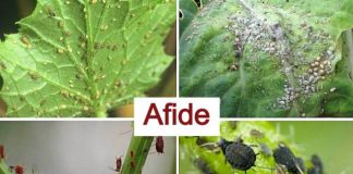 Soluție naturală contra afidelor. Cum să o prepari și cum se aplică!