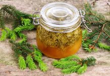 Siropul din muguri de brad, cel mai de folos remediu în boli ale plămânilor şi respiratorii!