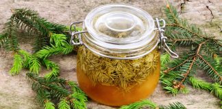 Siropul din muguri de brad, cel mai de folos remediu în boli ale plămânilor şi respiratorii!
