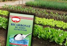 Bicarbonatul de sodiu este cel mai bun prieten în grădină: iată 10 moduri ingenioase de utilizare!