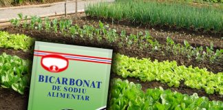 Bicarbonatul de sodiu este cel mai bun prieten în grădină: iată 10 moduri ingenioase de utilizare!
