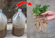 Mod eficient de înrădăcinare a butașilor de trandafiri: puneți nisip în sticle de plastic!