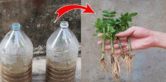 Mod eficient de înrădăcinare a butașilor de trandafiri: puneți nisip în sticle de plastic!