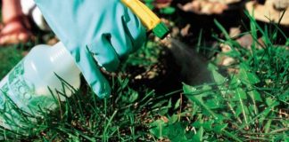 Metode 100% naturale pentu eliminarea eficientă a buruienilor din grădină