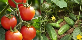 Apă, drojdie și zahăr: folosește aceste trei ingrediente simple pentru a stimula creșterea roșiilor și a castraveților