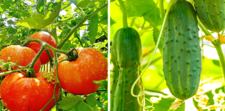 Am stropit roșiile și castraveții cu acest amestec natural și nu au mai fost niciodată atacate de boală!