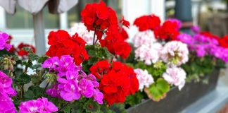 Faceți acest lucru cu apa cu care udați mușcatele, iar acestea își vor dubla volumul de flori!