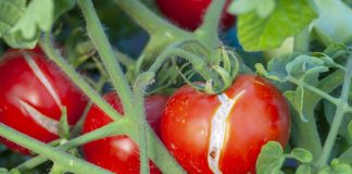 Cum să previi crăparea roșiilor și de ce se întâmplă acest lucru