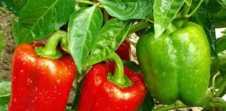 Trucul pentru o recoltă bogată de ardei până toamna târziu. Iată amestecul folosit de grădinarii cu experiență în lunile iulie și august!