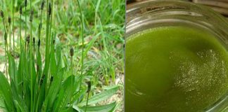 Unguentul cu Pătlagină – un leac care nu trebuie să-ți lipsească din casă. Uite cât de ușor se prepară!