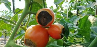 De ce se înnegresc vârfurile roșiilor? Iată motivul real din spatele acestui fenomen, care nu este legat doar de udarea inadecvată.