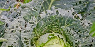 Cum poți scăpa de insectele dăunătoare de pe varză cu bicarbonat de sodiu. Iată cel mai util truc!