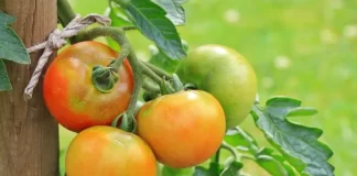 De ce nu se coc roșiile? Care sunt cauzele și cum trebuie să procedezi