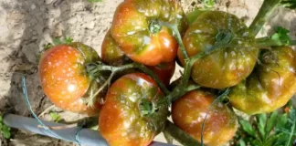 Când se stropesc roșiile cu piatră vânătă: sfaturi utile pentru o cultură bogată!