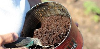 Nu-l mai arunca la gunoi! Cum să folosești zațul de cafea în grădină.